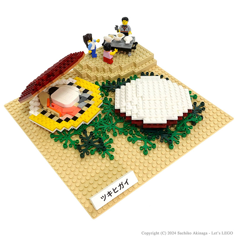 Kagoshima Tsukihigai (Japanese moon scallop)  lego